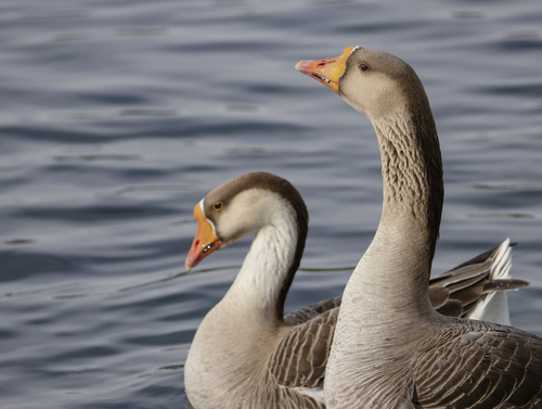 Greylag × Swan Goose