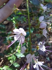 Hirtella racemosa image