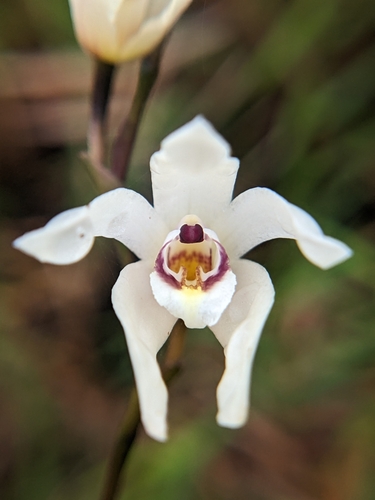 Dilomilis montana