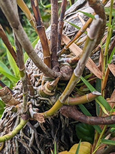 Epidendrum angustilobum
