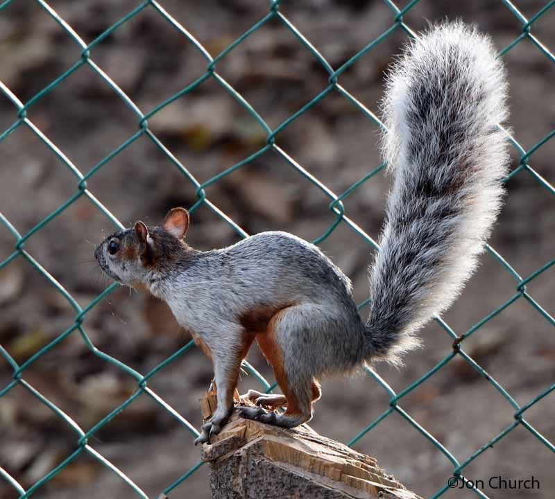 mexican gray squirrel