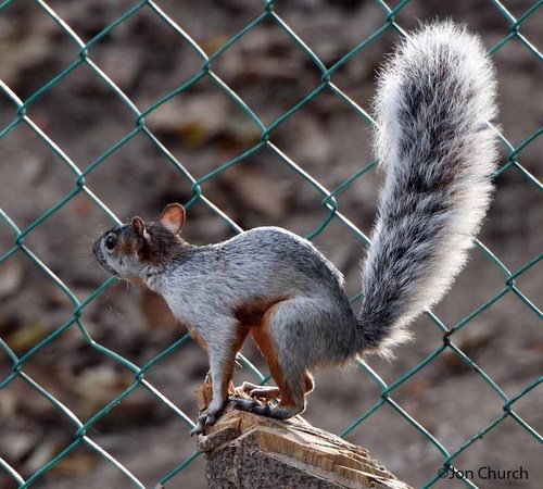 Red-bellied Squirrel