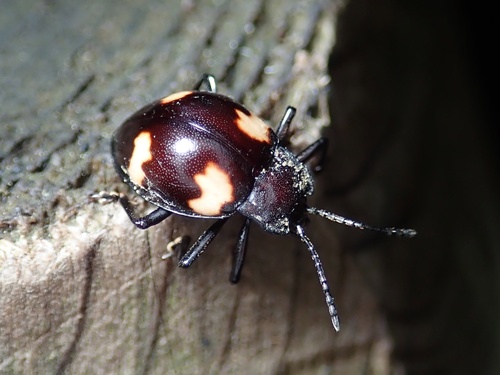 Bolbomorphus gibbosus · iNaturalist