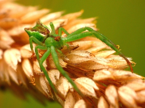 Sidymella lucida