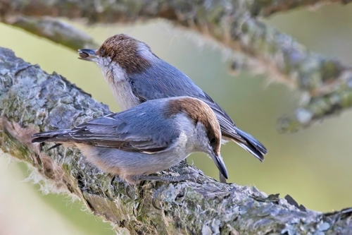 Brown-headed Nuthatch