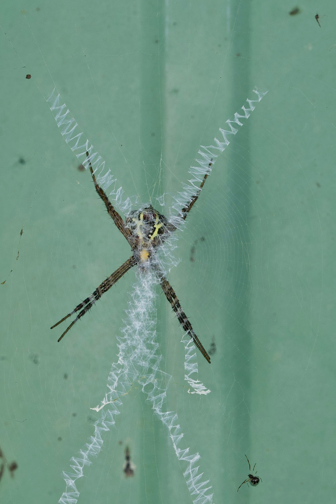 Dewdrop Spiders from Shanti Nagar, Tumakuru, KA, IN on January 25, 2023 ...