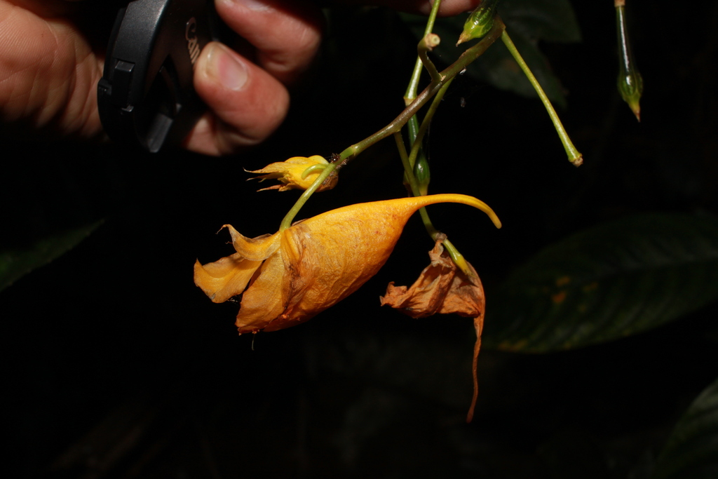 Impatiens balansae (Impatiens balansae)