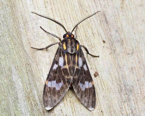 Delphyre aurorina