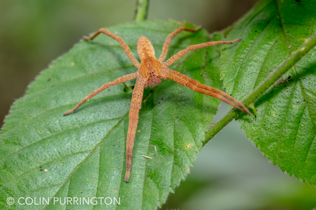 American nursery web spider (Pisaurina mira)