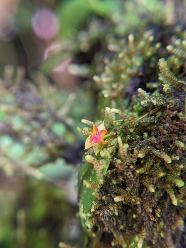 Lepanthes selenitepala