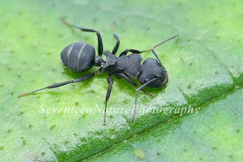 钳弓背蚁Camponotus selene