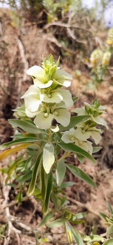 Abyssinian Rose