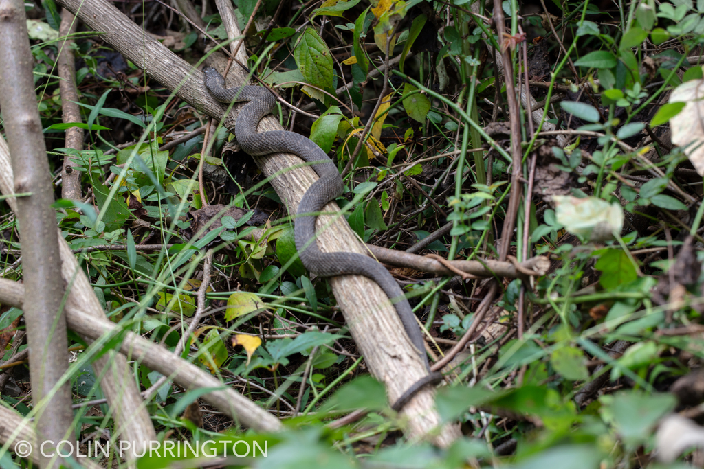 Northern water snake (Nerodia sipedon)