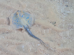 Bluespotted Ribbontail Ray