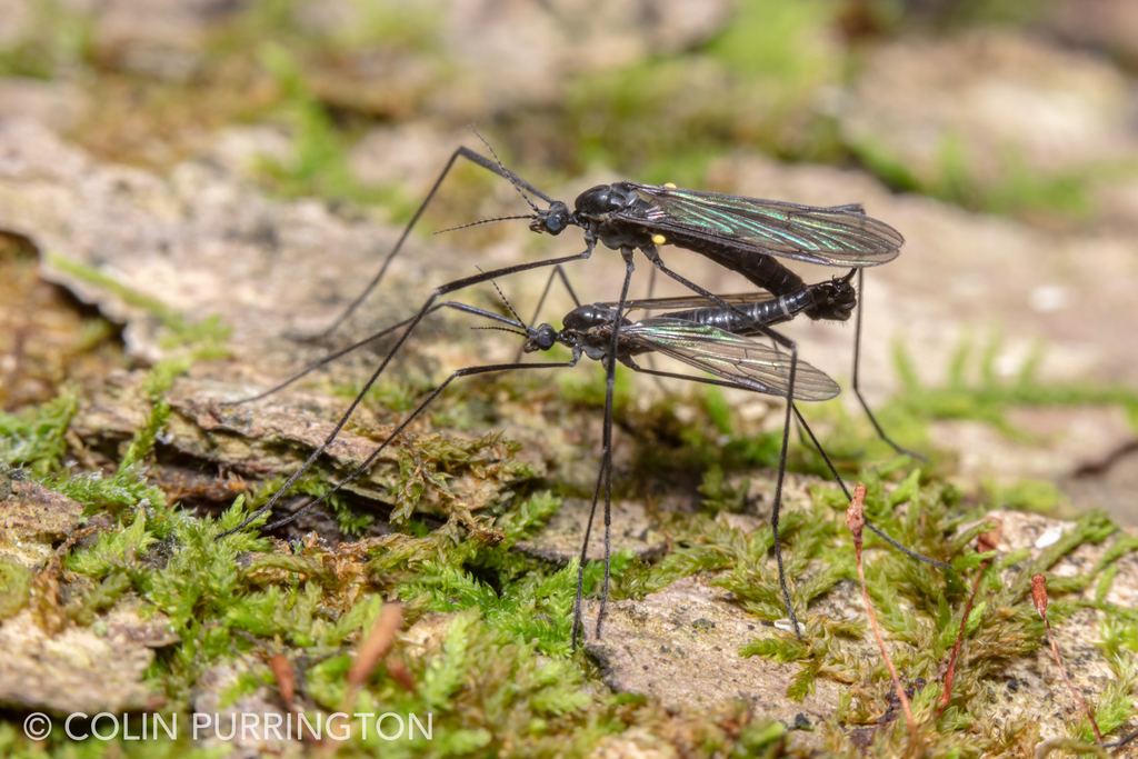 Gnophomyia tristissima