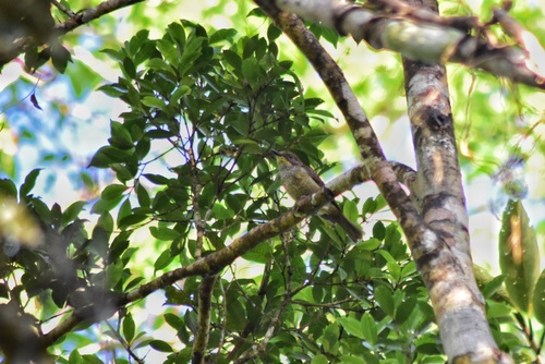 Subspecies Pachycephala vitiensis graeffii · iNaturalist United Kingdom
