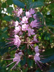 Hirtella racemosa image