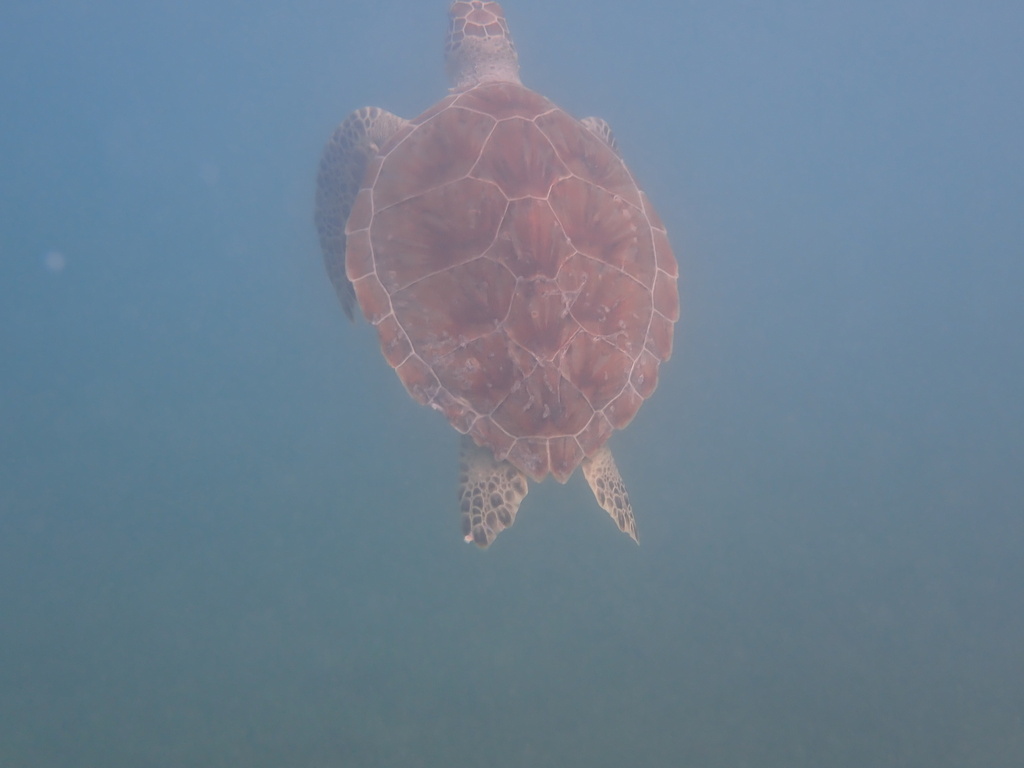 Typical Sea Turtles In January 2023 By Monica Kyle INaturalist   Large 