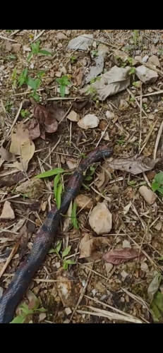 South American Milksnake
