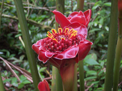 Etlingera elatior image