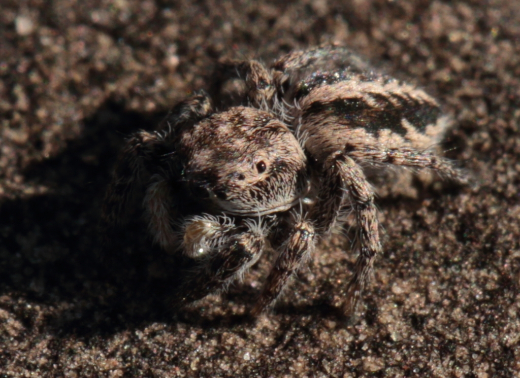 Pellenes in August 2022 by bbolduan · iNaturalist