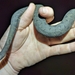Tentacled Snake - Photo (c) Myles Masterson, all rights reserved, uploaded by Myles Masterson