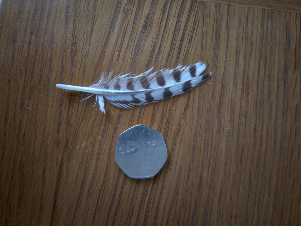 Birds from Hull HU4, UK on November 05, 2022 at 0816 AM by