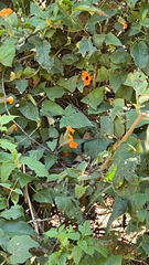 Thunbergia alata image