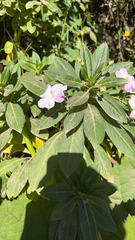 Impatiens sodenii image