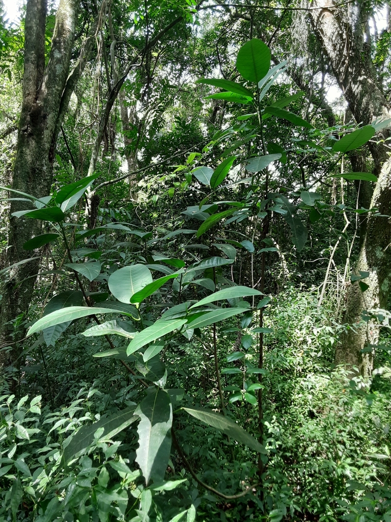 Ficus adhatodifolia from Porto Alegre, BR-RS, BR on January 31, 2023 at ...