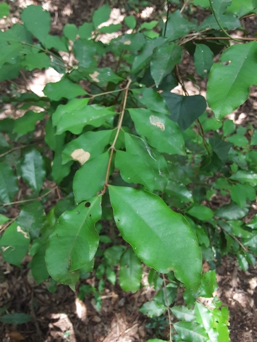 Eugenia verticillata