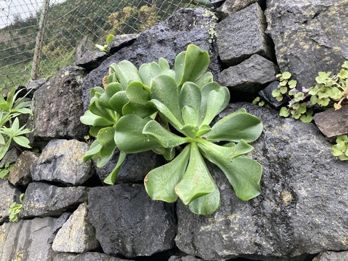 Viscid Houseleek