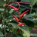 Heliconia pendula - Photo (c) Joao Quental, all rights reserved, uploaded by Joao Quental