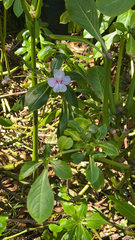 Impatiens sodenii image