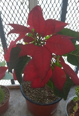 Euphorbia pulcherrima image