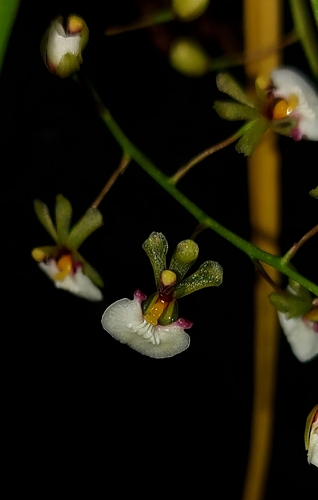 Ornithophora