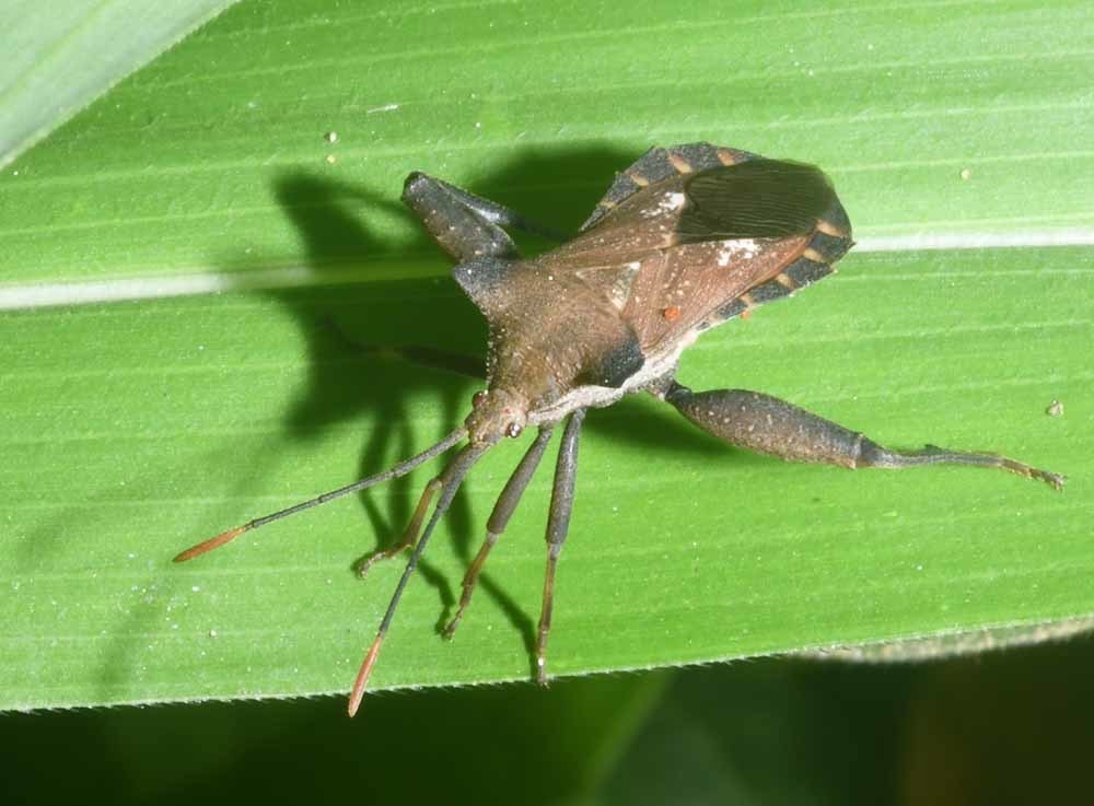 Mozena Classification Mozena lurida from San Pedro Pochutla, Oax., Mexico on September 23 ...