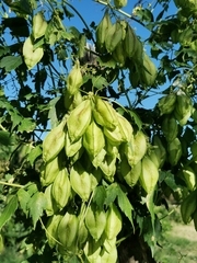 Cardiospermum grandiflorum image