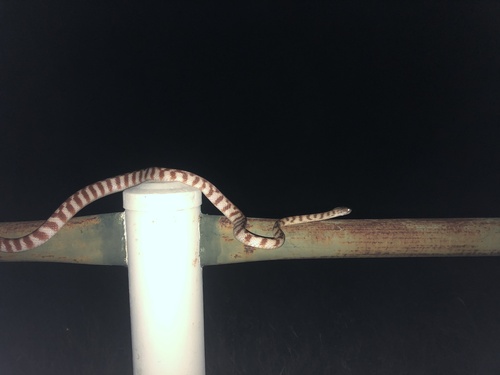 Brown Tree Snake sighting
