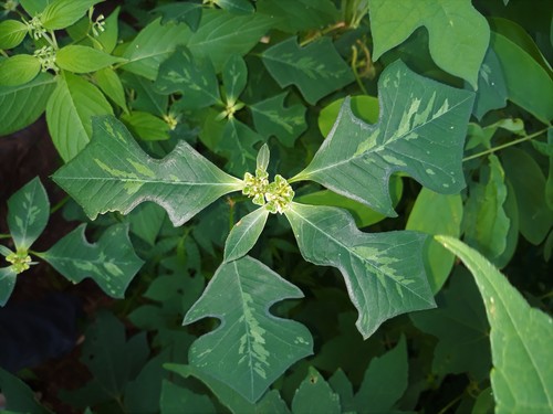 painted spurge