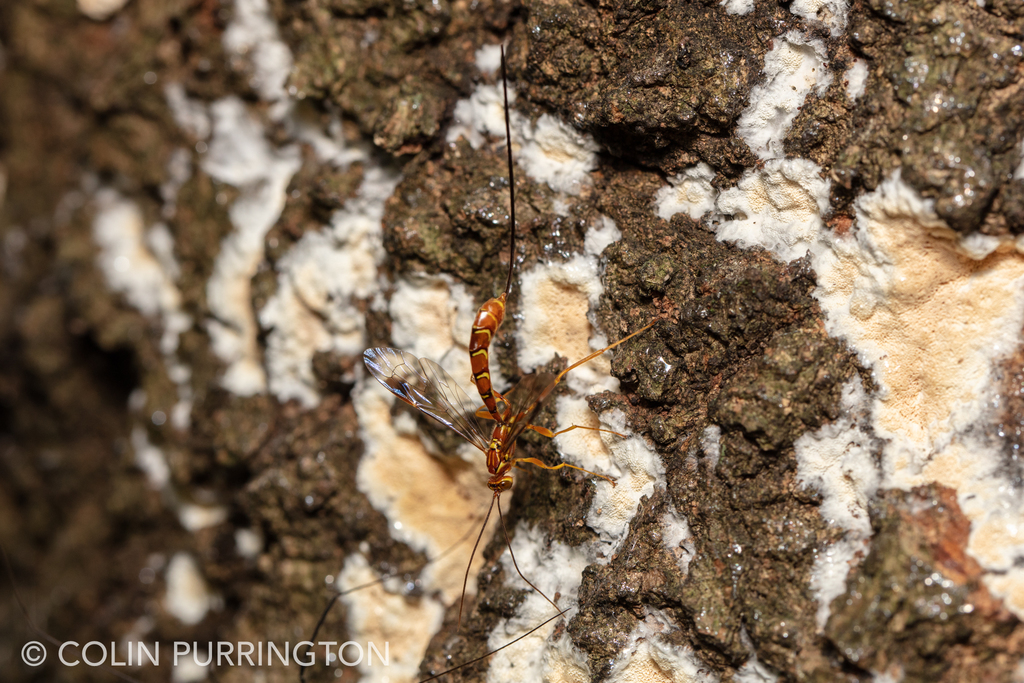 (Green's giant ichneumonid wasp) Megarhyssa greenei