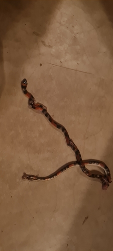 Brazilian False Coral Snake