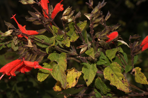 Salvia oppositiflora Ruiz & Pav.