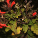 Salvia oppositiflora - Photo (c) Ruth Ripley, todos los derechos reservados, subido por Ruth Ripley