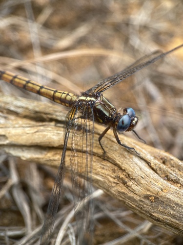 Broad Skimmer