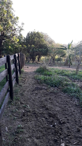 Bare-faced Curassow