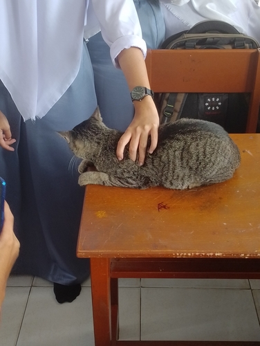 Domestic Cat