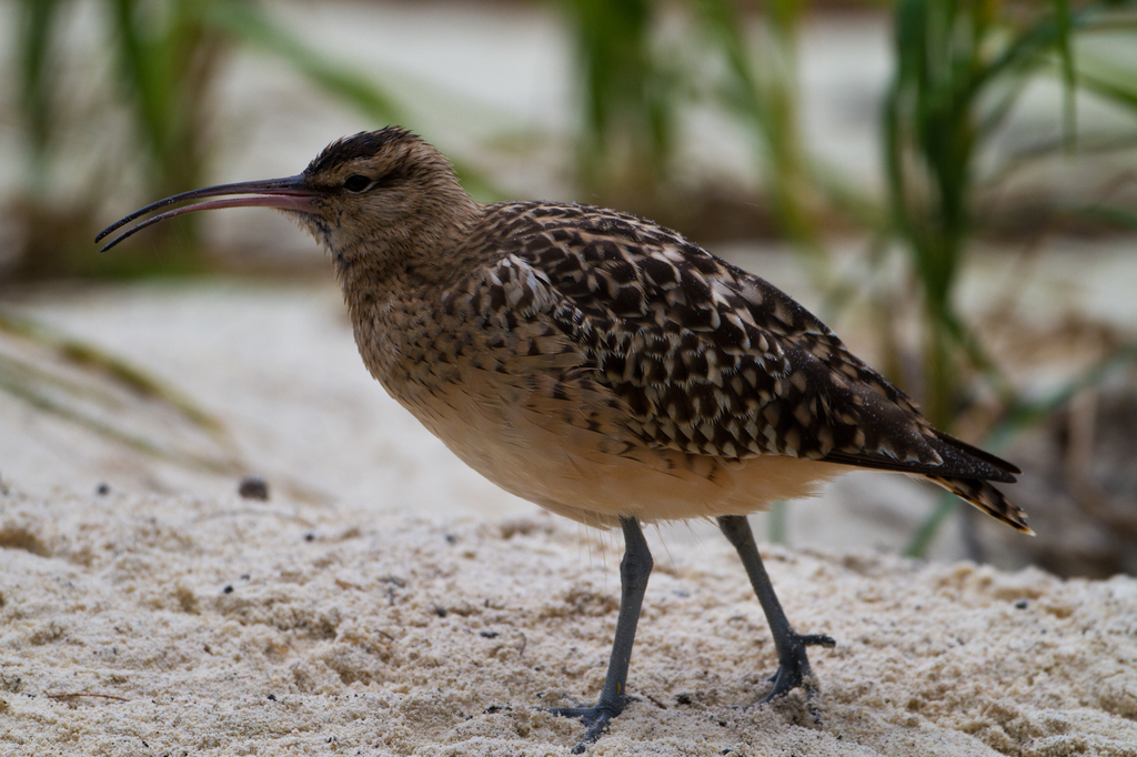 Bristle-thighed Curlew in March 2011 by Tony Ernst · iNaturalist