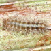 Polyxenus fasciculatus - Photo (c) Jay L. Keller, all rights reserved, uploaded by Jay L. Keller