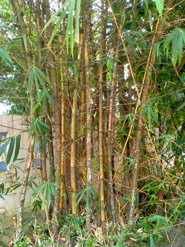common bamboo